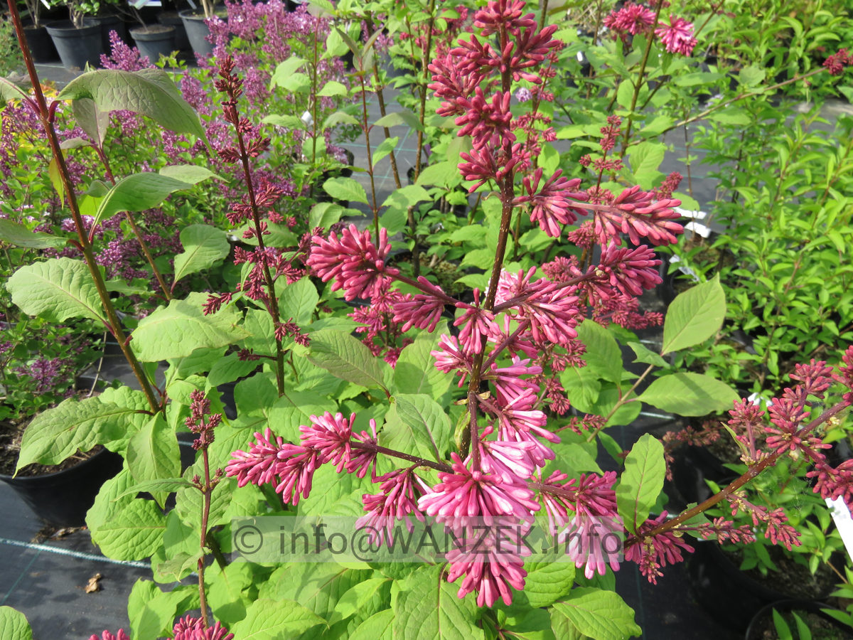 Syringa prestoniae Miss Canada 02c.JPG